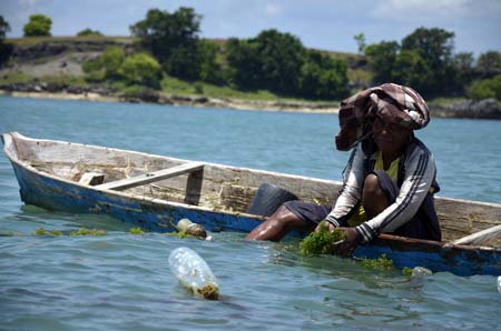 FoRLa Uji Coba Bibit Rumput Laut Hasil Kultur Jaringan