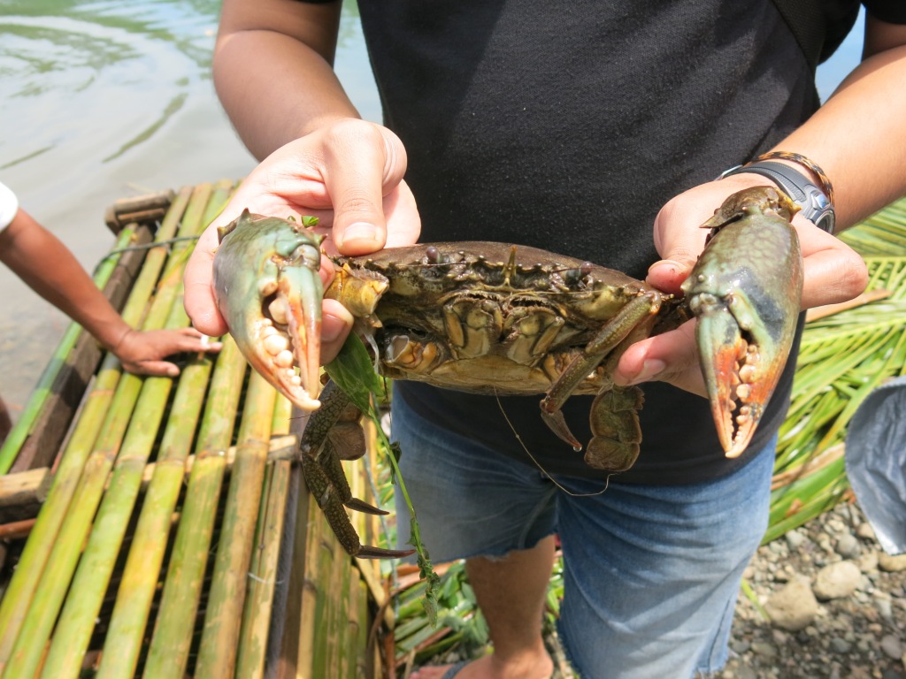 Menilik Potensi Kepiting Bakau Di Manado