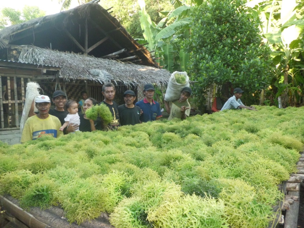 Pelatihan BMP Budi Daya Rumput Laut Motivator FoRLa-Alor